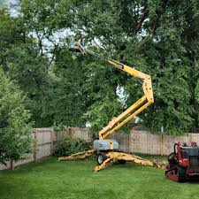 Trusted Waikoloa Village, HI Tree Removal Services Experts