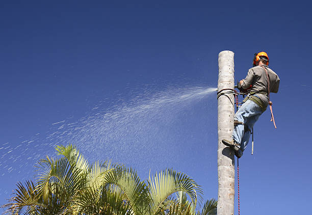 How Our Tree Care Process Works  in  Waikoloa Village, HI